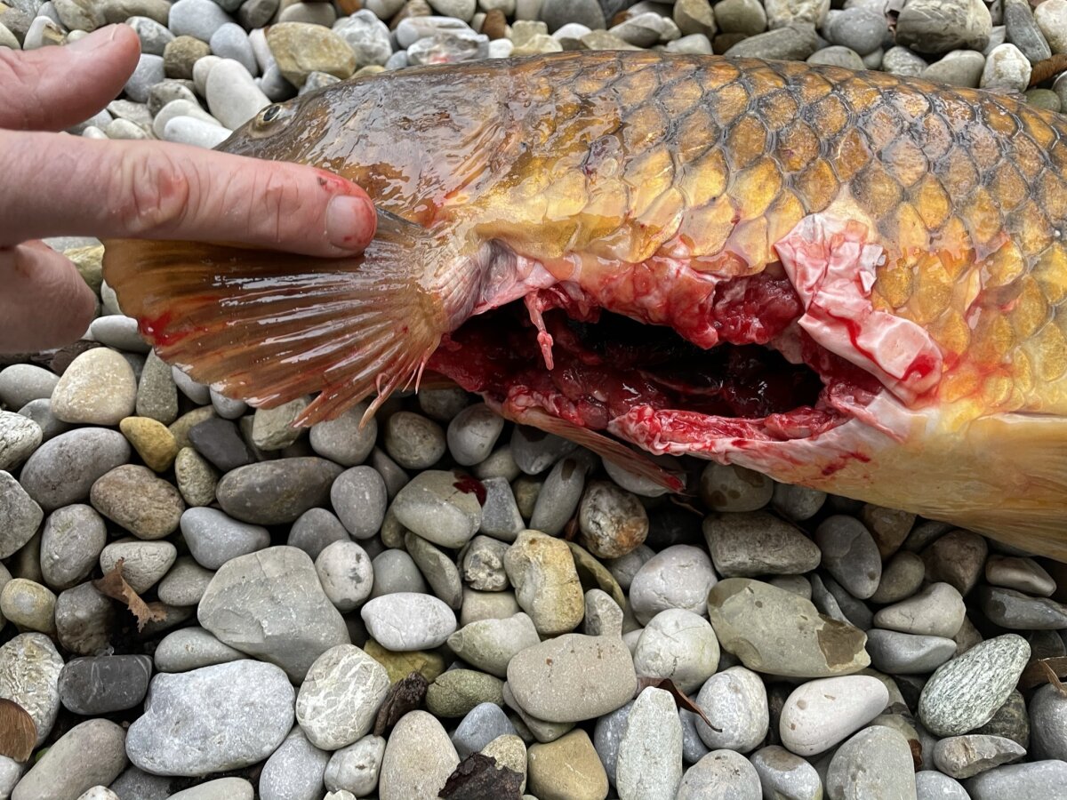 Fisch mit typischen Fraßschaden durch den Fischotter.