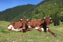 Zwei Pinzgauer Rinder liegen auf einer Almwiese (Foto: Maximilian Putz)