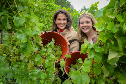 Das Bild zeigt die Ministerin zusammen mit der Weinkönigin inmitten von Weinreben. Beide halten je einen Kübel gefüllt mit Weintrauben in den Händen.