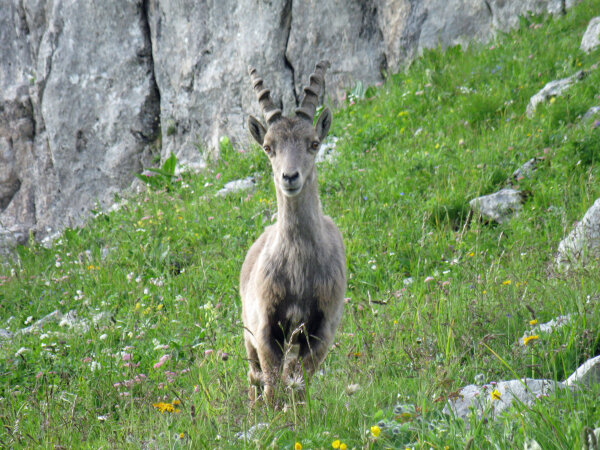 Steinbock