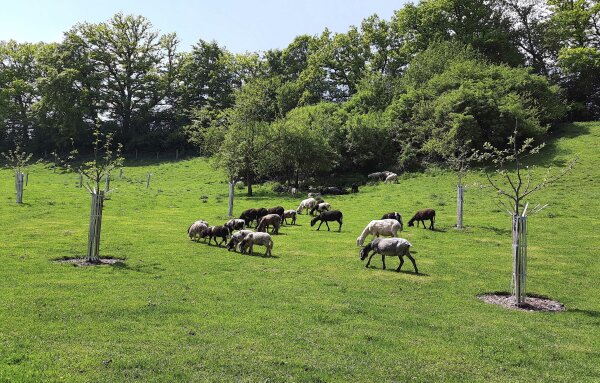 Eine Wiese mit Streuobstbäume und Ziegen