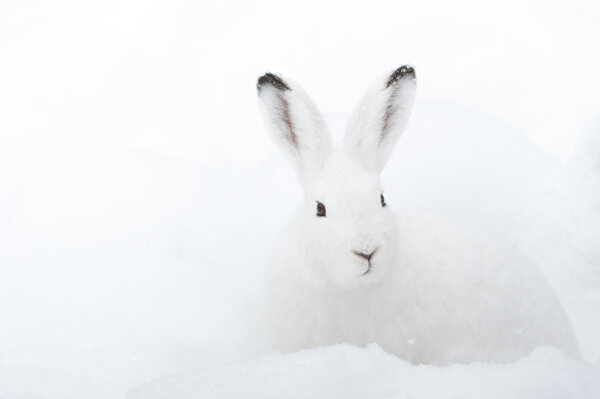 Ein Schneehase im Tarnkleid