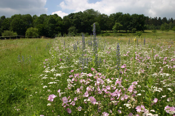 Wettbewerb Landwirte.Imker.Miteinander