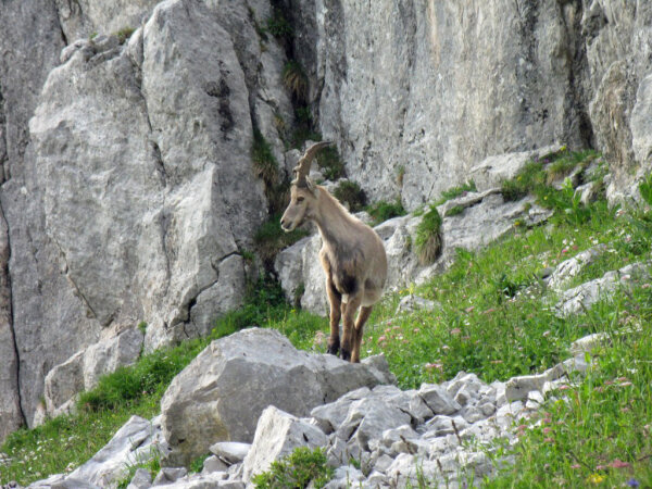 Steinbock