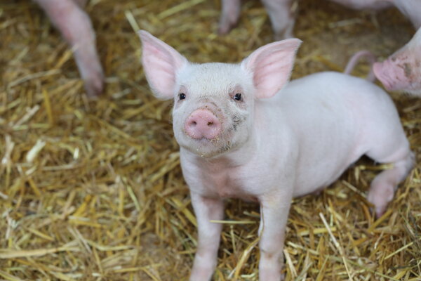 Ferkel im Stroh