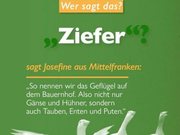 Gänse vor grünem Hintergrund