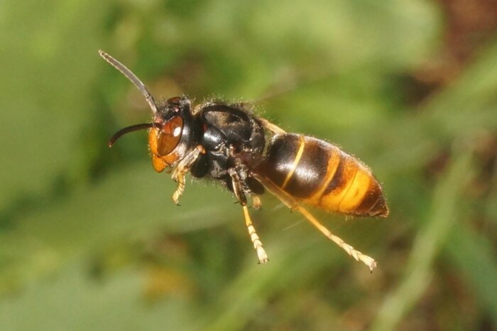 Asiatische Hornisse (Vespa velutina)