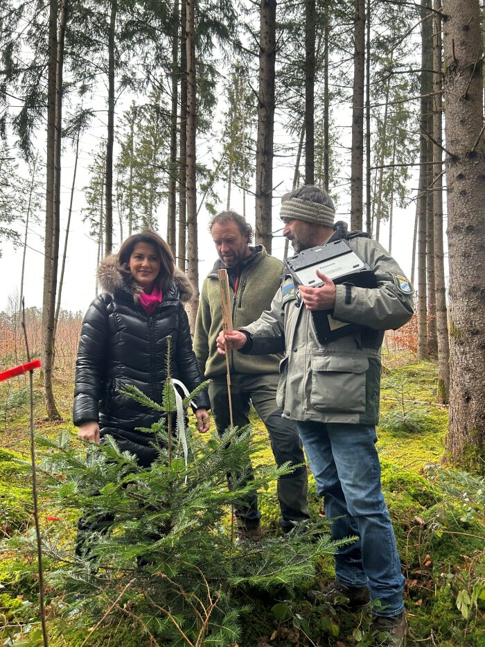 Forstministerin Michaela Kaniber (v. l.), Waldbesitzer Benno Maier und Beratungsförster Karl Einwanger untersuchen junge Bäume im Wald. (© Köhler/StMELF)