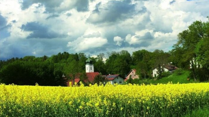 Kleines Dorf mit Kirche, davor ein blühendes Rapsfeld