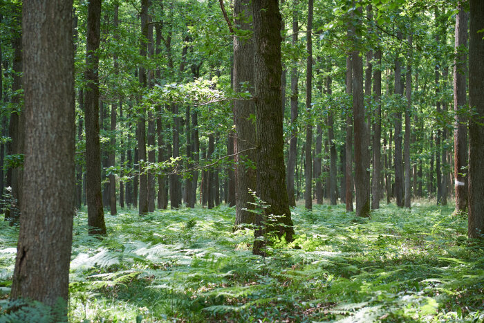 Das Bild zeigt einen Eichenwald, wie er typisch für die Region Spessart ist.