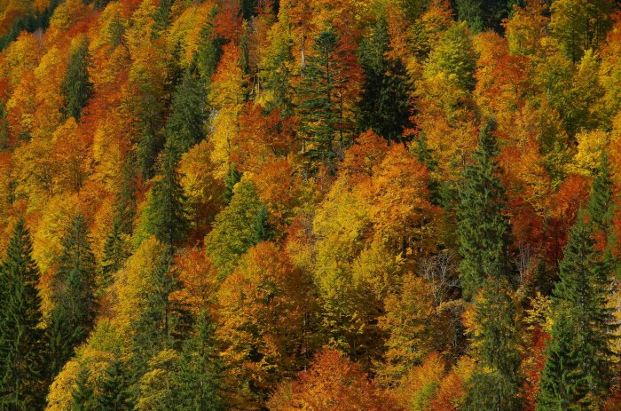 Wald mit Laubbäume in herbstlicher Färbung