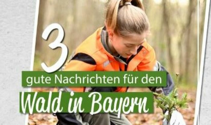 Junge Frau pflanzt einen kleinen Baum im Wald. Darüber die Schrift: 3 gute Nachrichten für den Wald in Bayern