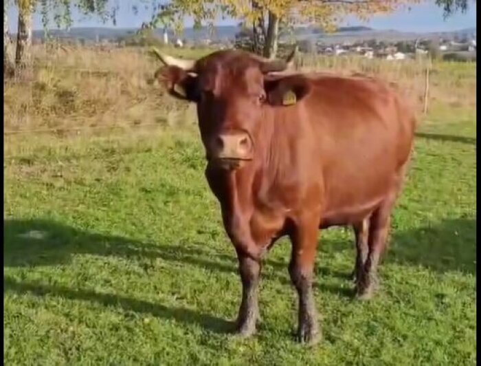 Kuh der Rasse Rotvieh auf der Weide