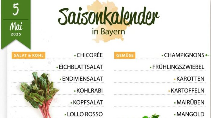 Saisonkalender in Bayern mit Auflistung von Frühlingsgemüse wie Kohlrabi, Chicorée, Champignons, Mairüben