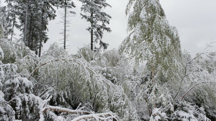 Verschneiter Wald. Im Vordergrund liegen Äste, die durch hohe Schneelast abgebrochen sind.