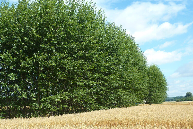 Getreidefeld vor einer Baumgruppe