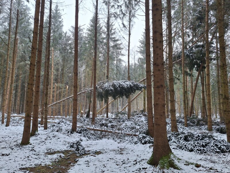 Schneebruchschäden im Wald
