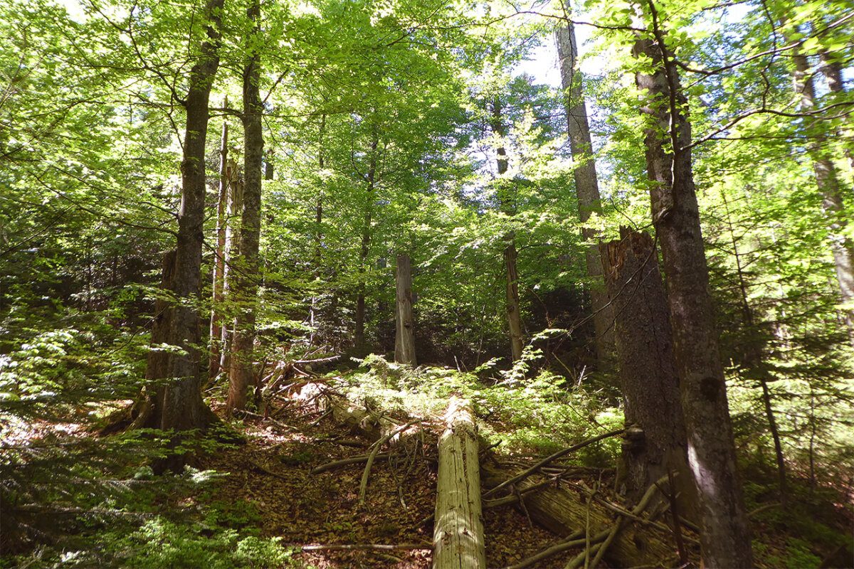 Laubmischwald mit stehendem und liegendem Totholz