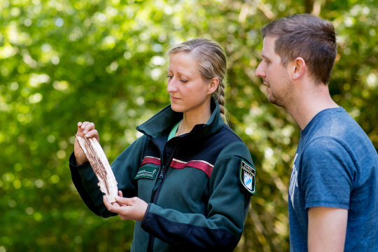 Försterin und Waldbesitzer begutachten zusammen ein Stück vom Borkenkäfer befallene Baumrinde (© Tobias Hase)