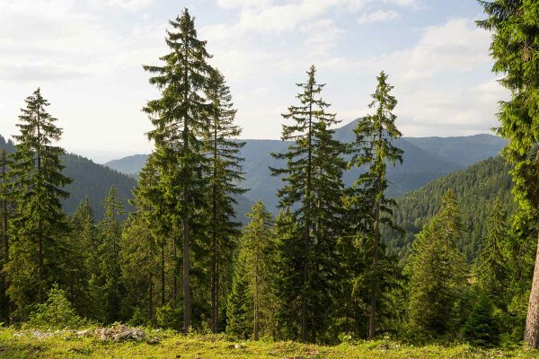 Fichtenwald in den bayerischen Alpen. (Foto: Michael Friedel)