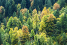 Mischwald. Baumkronen teilweise mit buntem Herbstlaub (Foto: Ully Schweizer).