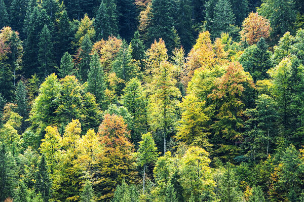 Mischwald. Baumkronen teilweise mit buntem Herbstlaub (Foto: Ully Schweizer).