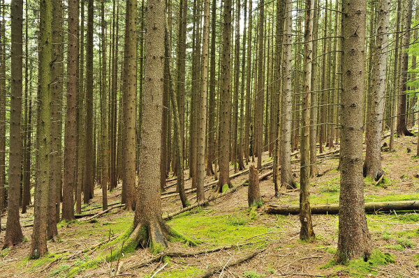 Den heutigen Wald dominieren boreale Nadelbaumarten - allen voran die Fichte (siehe Bild) und die Kiefer. Ohne Einfluss des Menschen wäre Bayern überwiegend mit Laubmischwäldern bedeckt. Durch die intensive menschliche Nutzung hat sich dies über die Jahrhunderte grundlegend geändert. Die sich abzeichnenden klimatischen Veränderungen stellen insbesondere für unsere von "nordischen" Baumarten dominierten Wälder eine Belastungsprobe dar (Foto: Ully Schweizer).