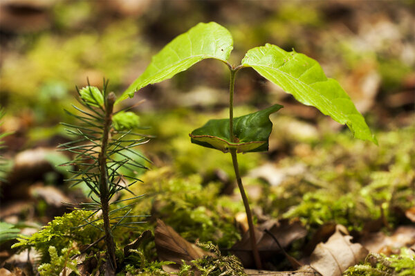 Naturverjüngung: Je ein Nadelholz- und Laubholzkeimling (Foto: Ully Schweizer)