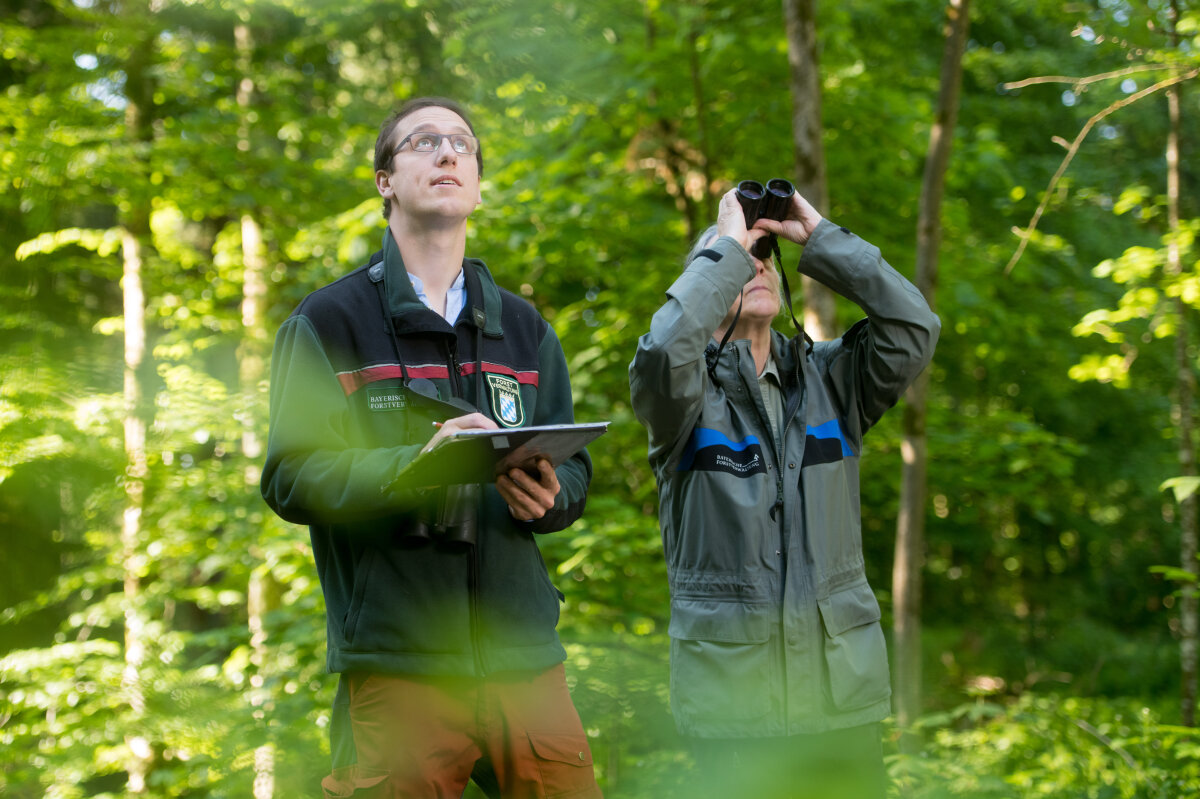 Förster mit Klemmbrett und Försterin mit Fernglas blicken in die Baumkronen