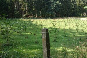 Erstaufforstung mit Tanne/Schwarzerle auf einer Wiese hinter Zaun (© Lisa Schubert/AELF FFB)