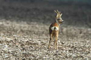 Rehbock im Bast auf Feld (© H.-J. Fünfstück/www.5erls-naturfotos.de)