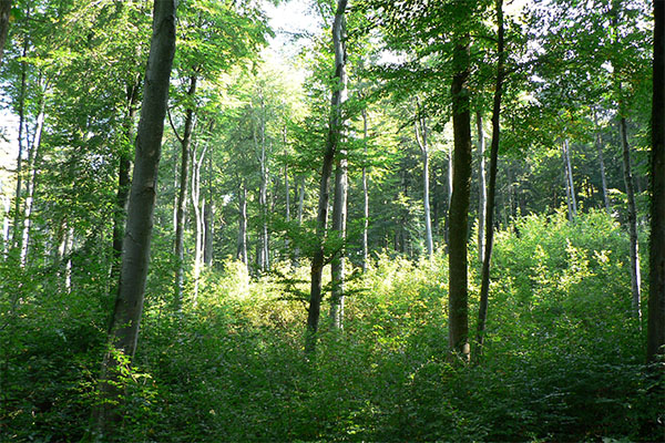 Buchenwald mit dichter Naturverjüngung