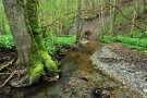 Bach schlängelt sich durch Naturwald