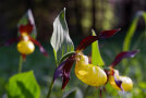 Nahaufnahme einer gelb-roten Frauenschuh-Blüte, im Hintergrund zwei weitere Pflanzen