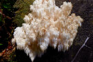 Großer weißer zotteliger Pilz auf Baumstumpf.