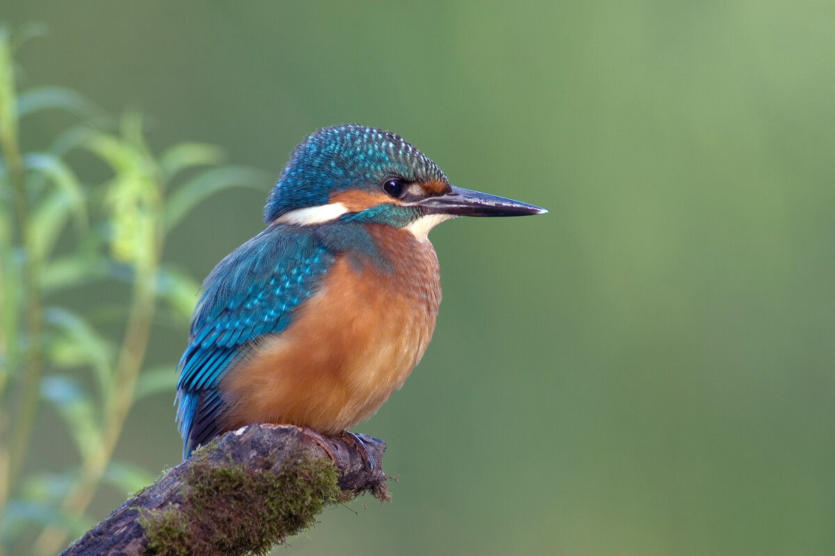 Eisvogel (© Rudolf Vornehm)