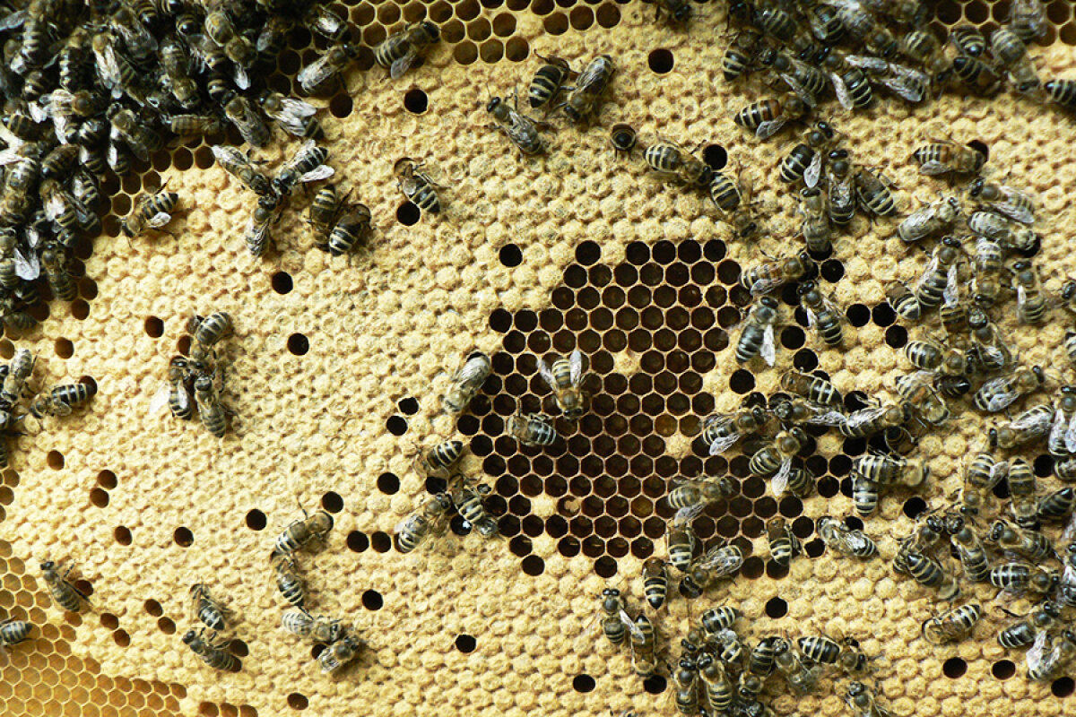 Bienenvolk auf Bienenwabe