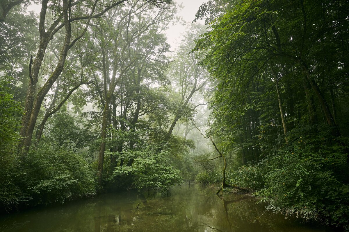Fluss fließt durch einen Auwald im Nebel (© Robert Pehlke)