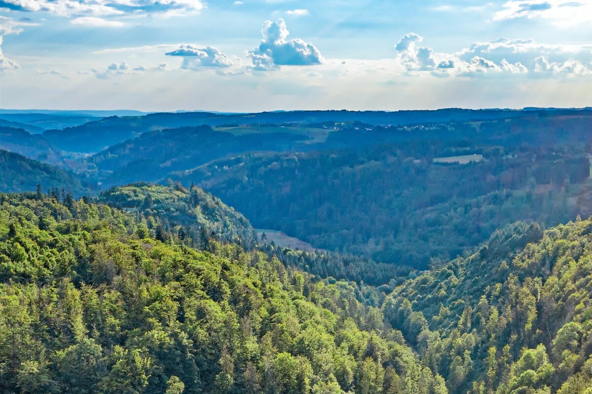 Blick über den Naturwald "Rodachhänge" (© Martin Hertel)