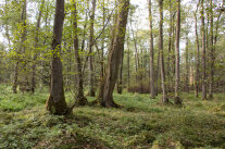 Laubbestand aus Schwarzerlen (© Felix Brundke)