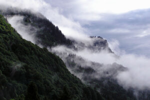 Nebel hängt im Bergwald