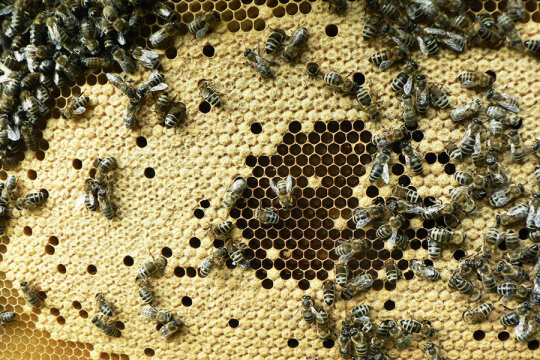 Bienen auf Bienenwabe