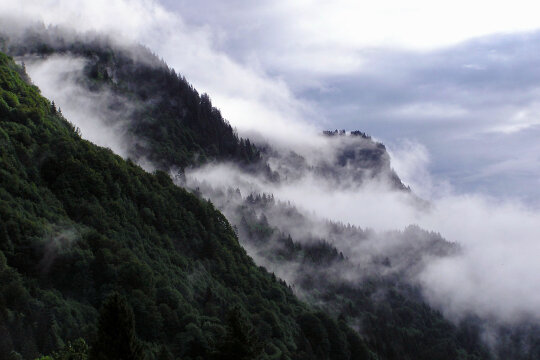 Nebel hängt im Bergwald