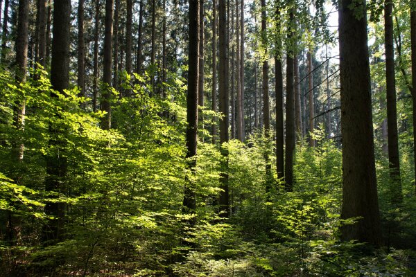 Buchenverjüngung unter Fichte (Foto: Gero Brehm, AELF FFB)