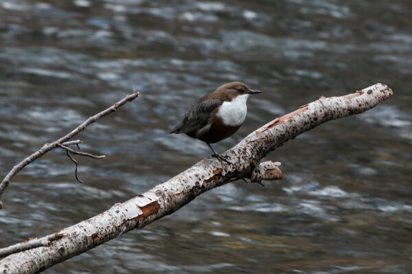 Wasseramsel (© Felix Brundke)