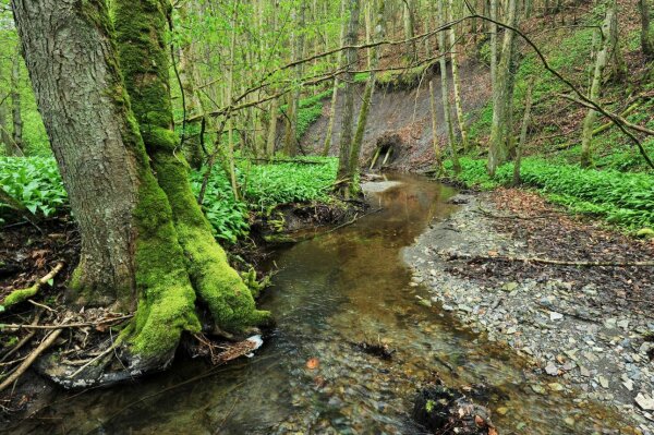 Bachbegleitender Erlen-Eschen-Wald (© Stephan Thierfelder)