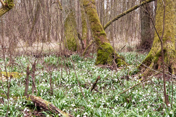 Auwald im Frühjahr (© Alexander Rumpel)