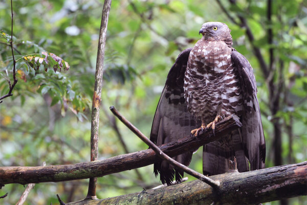 Wespenbussard (©H.-J. Fünfstück/www.5erls-naturfotos.de)