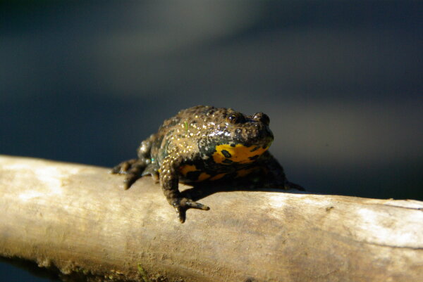 Gelbbauchunke (© Boris Mittermeier)