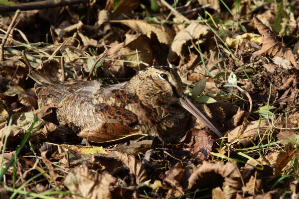 Waldschnepfe (© H.-J. Fünfstück, www.5erls-naturfotos.de)